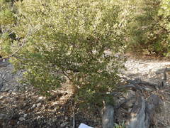 Quercus toumeyi