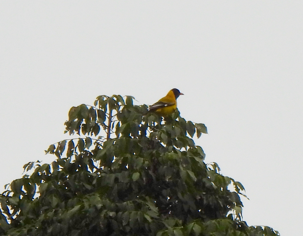 Mountain Oriole (Oriolus percivali), photo 2
