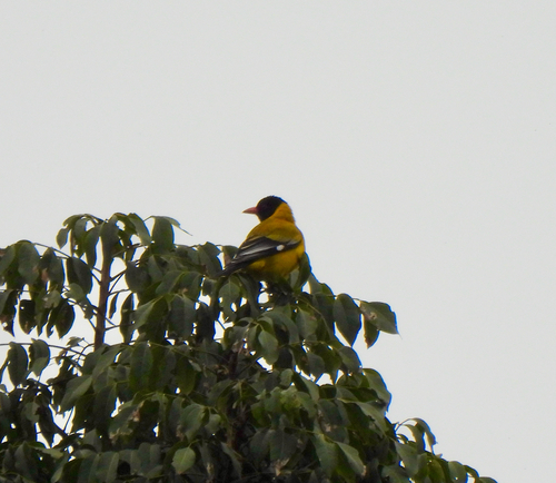 Mountain Oriole (Oriolus percivali)