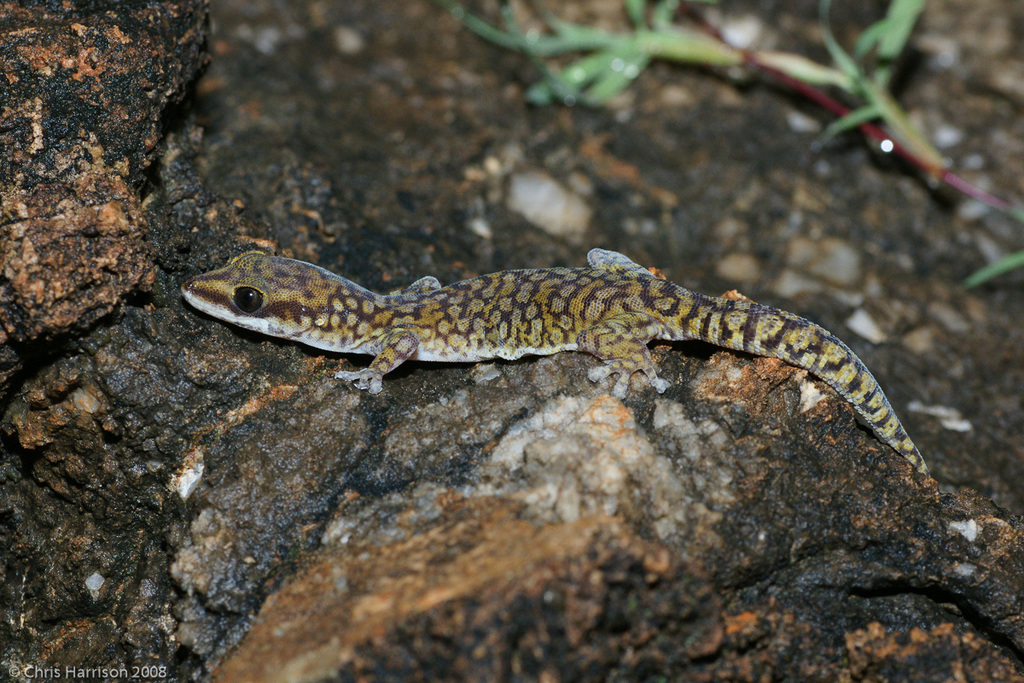 Northern Spotted Velvet Gecko