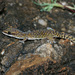 Northern Spotted Velvet Gecko - Photo (c) Chris Harrison, some rights reserved (CC BY-NC), uploaded by Chris Harrison
