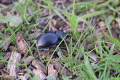 Carabus finitimus
