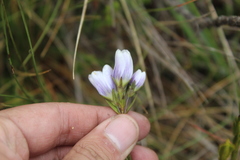 Gentianella corymbosa