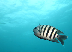 Abudefduf bengalensis