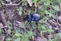 Carabus finitimus