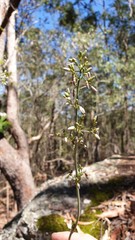Dianella nervosa