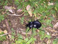 Carabus finitimus