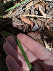 Dianella nervosa
