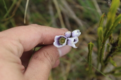 Gentianella corymbosa