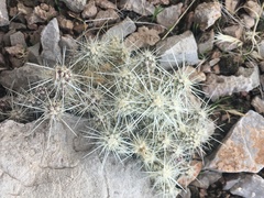Cylindropuntia multigeniculata