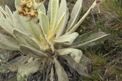 Espeletia barclayana