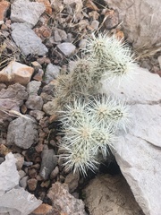 Cylindropuntia multigeniculata