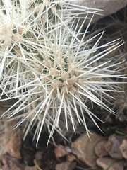 Cylindropuntia multigeniculata