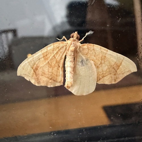Grapevine Looper Moths photo 5