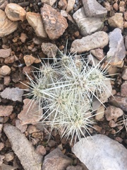 Cylindropuntia multigeniculata