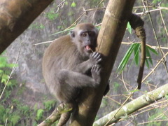 Macaca fascicularis