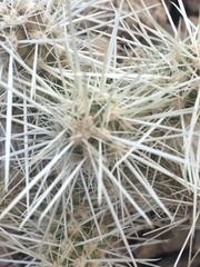 Cylindropuntia multigeniculata