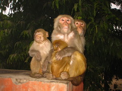 Macaca mulatta