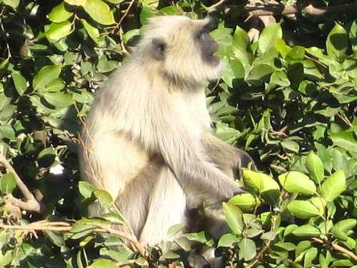 Bengal Sacred Langur, photo 9 of 10