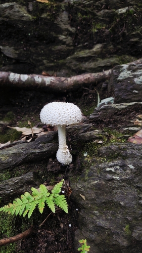 Amanita abrupta