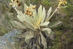 Espeletia barclayana