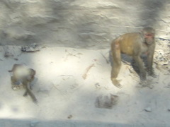 Macaca mulatta
