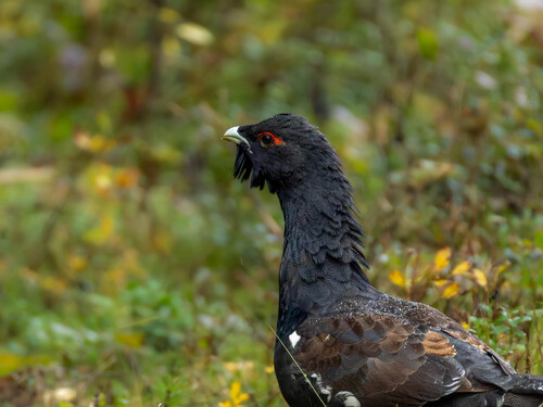 Western Capercaillie