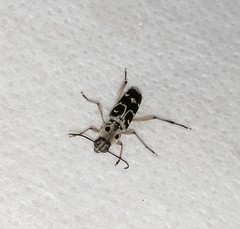 Xylotrechus smei