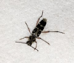 Xylotrechus smei