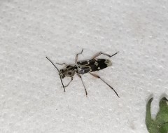 Xylotrechus smei