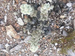 Cylindropuntia multigeniculata
