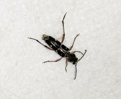 Xylotrechus smei