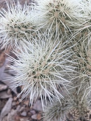Cylindropuntia multigeniculata