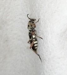 Xylotrechus smei