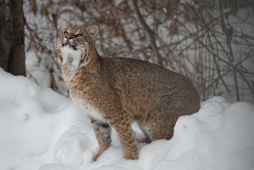 Eastern Bobcat from Bailey Rd, Jefferson, NH, US on December 7, 2019 at ...