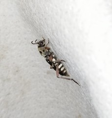 Xylotrechus smei