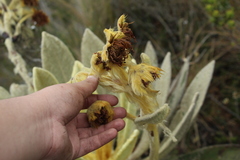 Espeletia barclayana