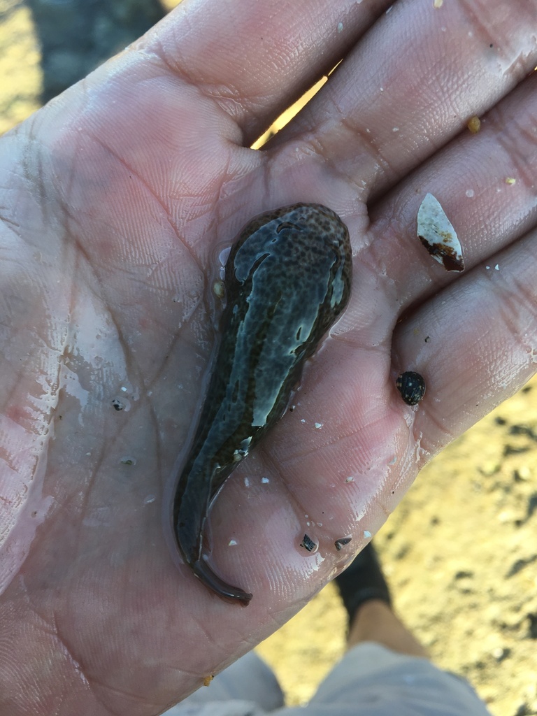 Bearded Clingfish
