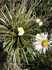 Celmisia armstrongii