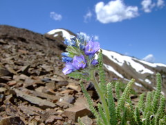 Polemonium viscosum