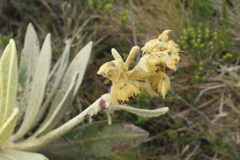 Espeletia barclayana