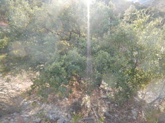 Quercus toumeyi
