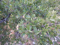 Quercus toumeyi