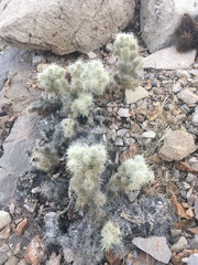 Cylindropuntia multigeniculata