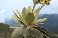Espeletia barclayana