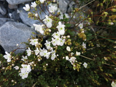 Veronica decora