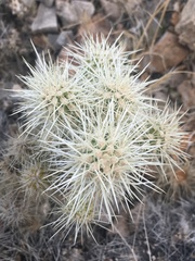 Cylindropuntia multigeniculata