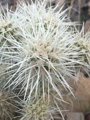 Cylindropuntia multigeniculata