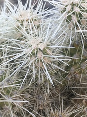 Cylindropuntia multigeniculata