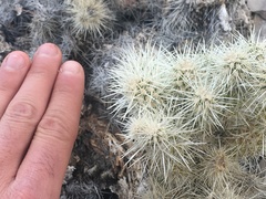 Cylindropuntia multigeniculata
